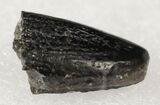Diplodocus Tooth Tip - Colorado #19332-2